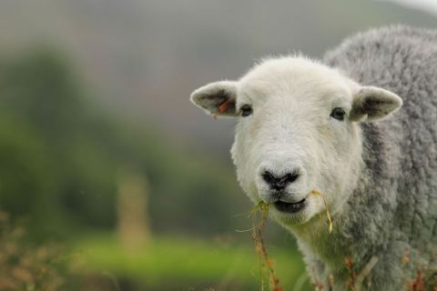 Broadrayne Farm Sheep