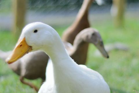 Broadrayne Farm Ducks