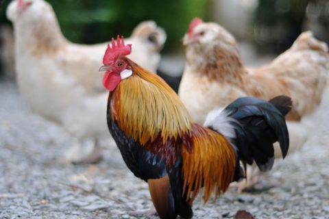 Broadrayne Farm Chickens