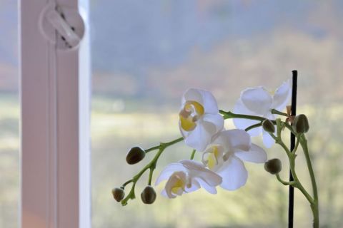 Orchids at the Holiday Cottage in Grasmere